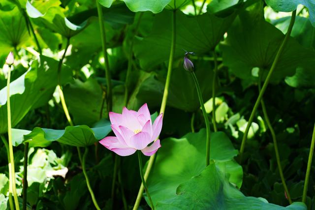 一眼惊艳！桂林夏日限定浪漫“荷”你有约！