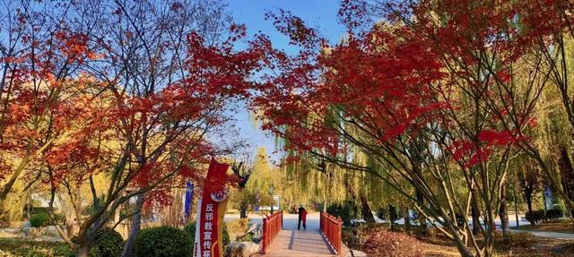 五彩斑斓！龙潭公园的初冬彩林，总有一抹色彩温暖你！