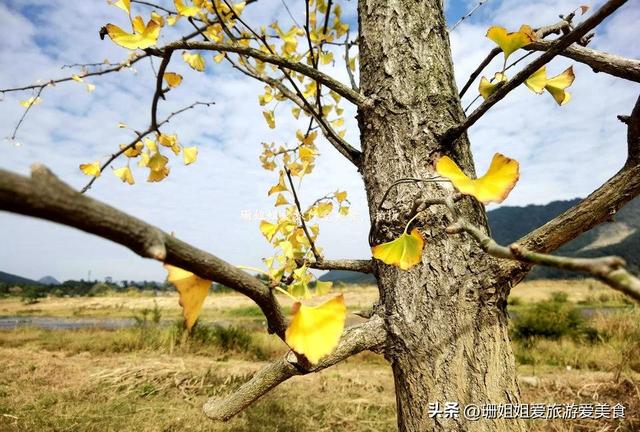 清远连州“石”姓聚居的千年古村，乡村路种满银杏树，秋韵感觉浓