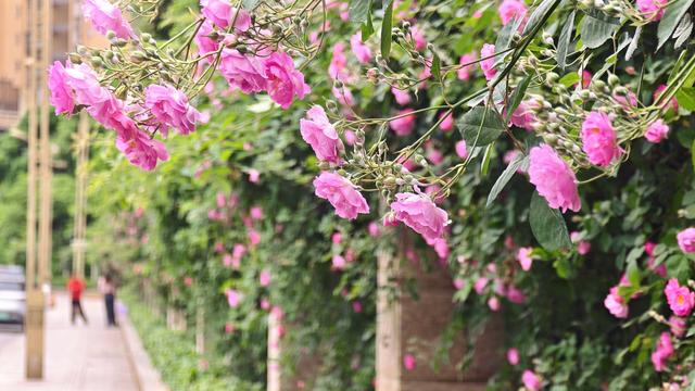 超出片！快来打卡广元这一春日限定美好