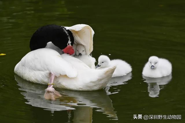 落羽杉红了,天鹅宝宝也出窝啦!