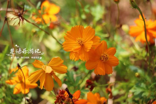 浙江宁波的新公园，马鞭草花不开的时候也很美，烟紫网红桥很出圈