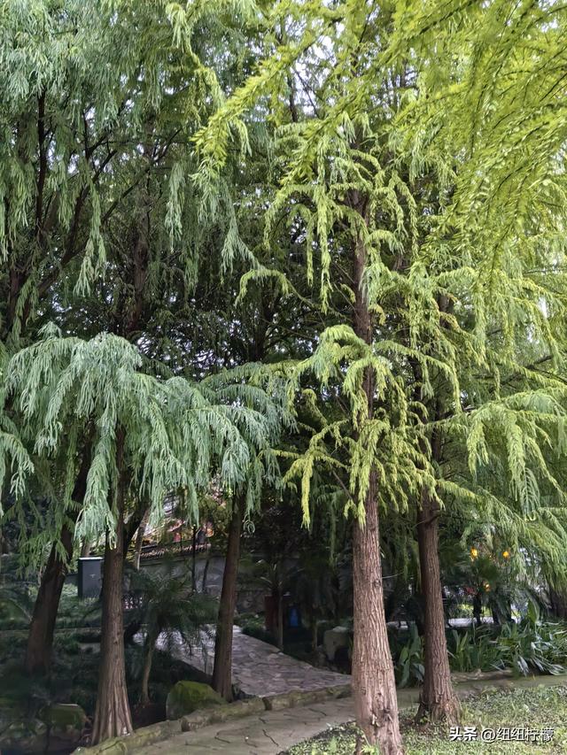 桂香袭来，在秀湖公园闻花香，读一读杜甫的诗，在亲水步道走一走