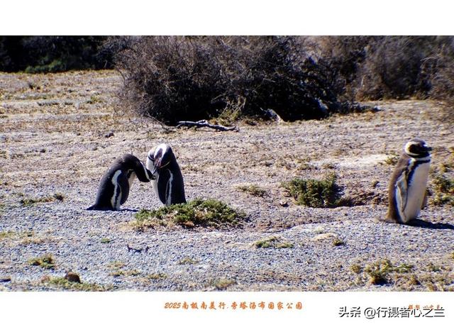 南极南美三国行游影记（76）—阿根廷旁塔汤布国家公园（三）