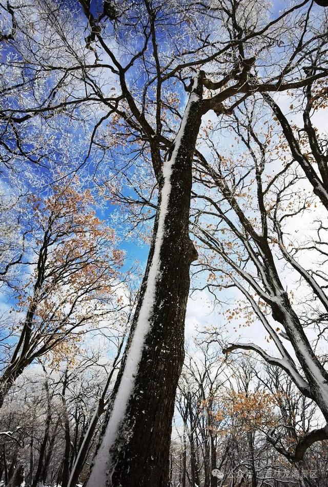 央视都来打卡！龙湾四方顶的玉树琼花，美成冰雪天花板