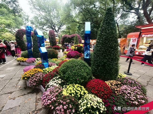 杭州植物园的菊花展——一场关于菊花的饕餮盛宴（二）