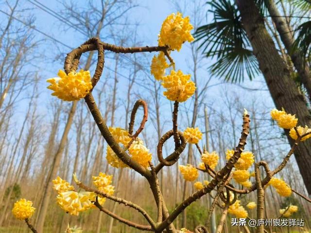 现场实拍！合肥老年人专属赏花地，随手拍都是春日大片！