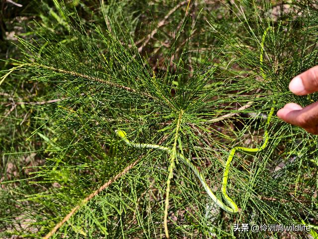 马来西亚(36)砂拉越州⑩峇哥国家公园夜间徒步体验