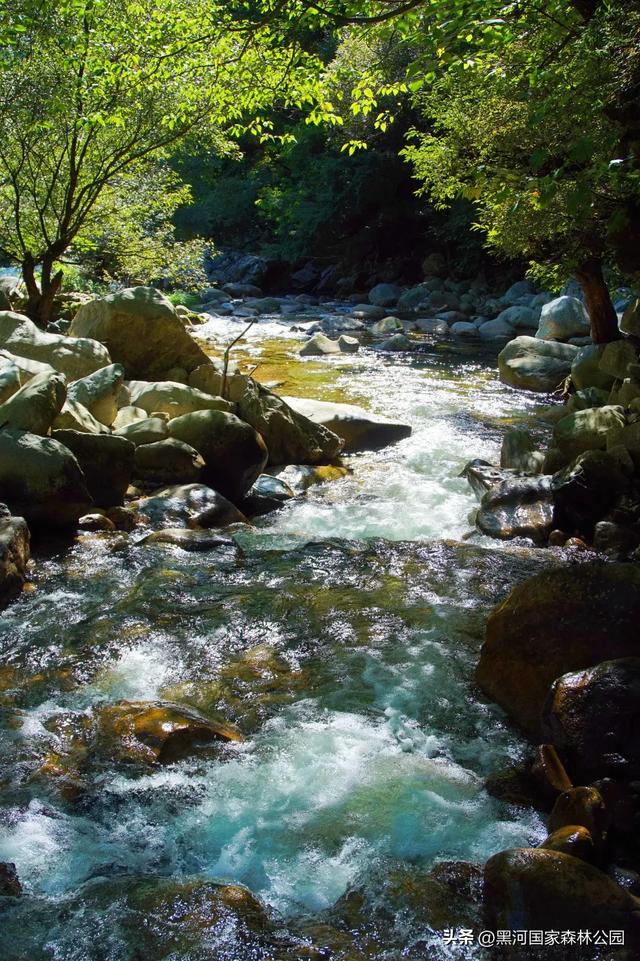 秋意漫染黑河，清风轻吟，邂逅一场如诗的秋日美景