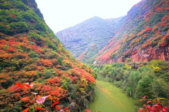 东边邻国马上看不到，国人真有福！几个能看熊猫的景点赶紧去打卡