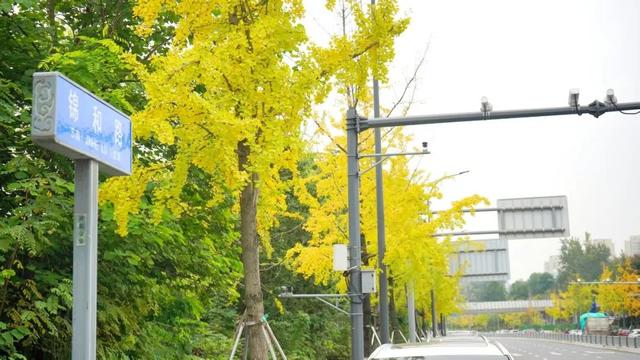 邂逅金色浪漫！银杏正当时，快来打卡！