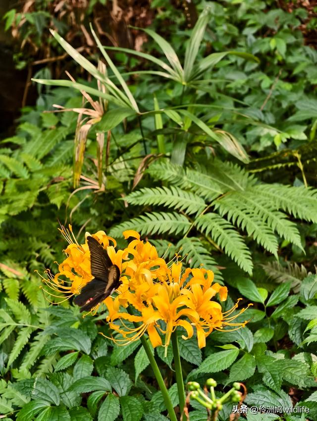 成都徒步（69）·彭州篇⑯法藏寺环线（桥断未走通）