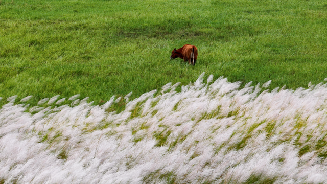 在多彩花海间，邂逅湛江的浪漫初冬！