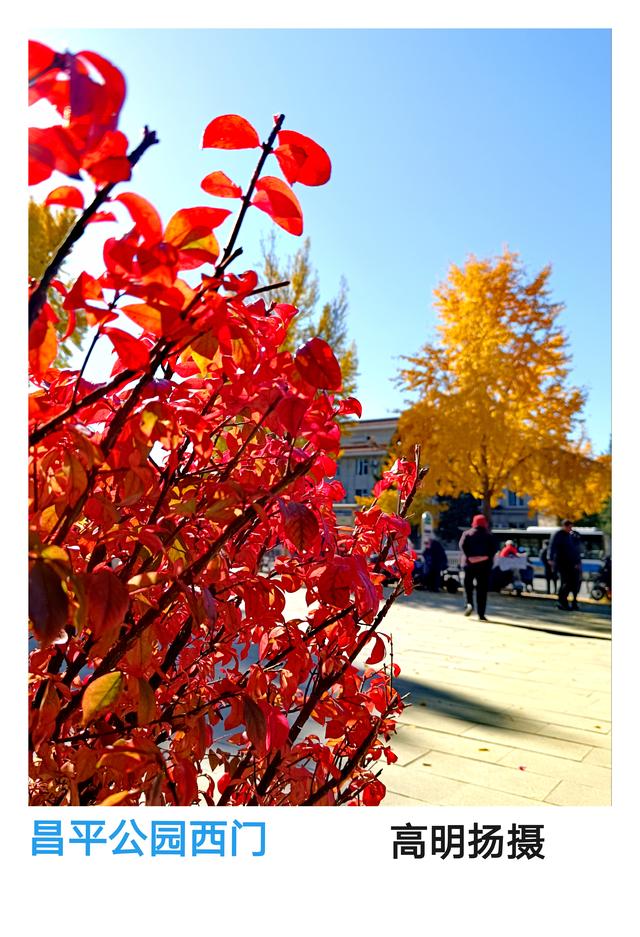 北京十一月，刻在时光里的暖。