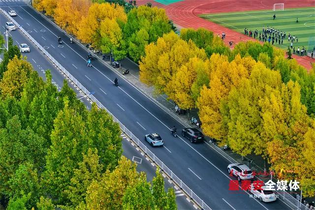 泰城深秋遍染金裳 斑斓画卷映眼帘