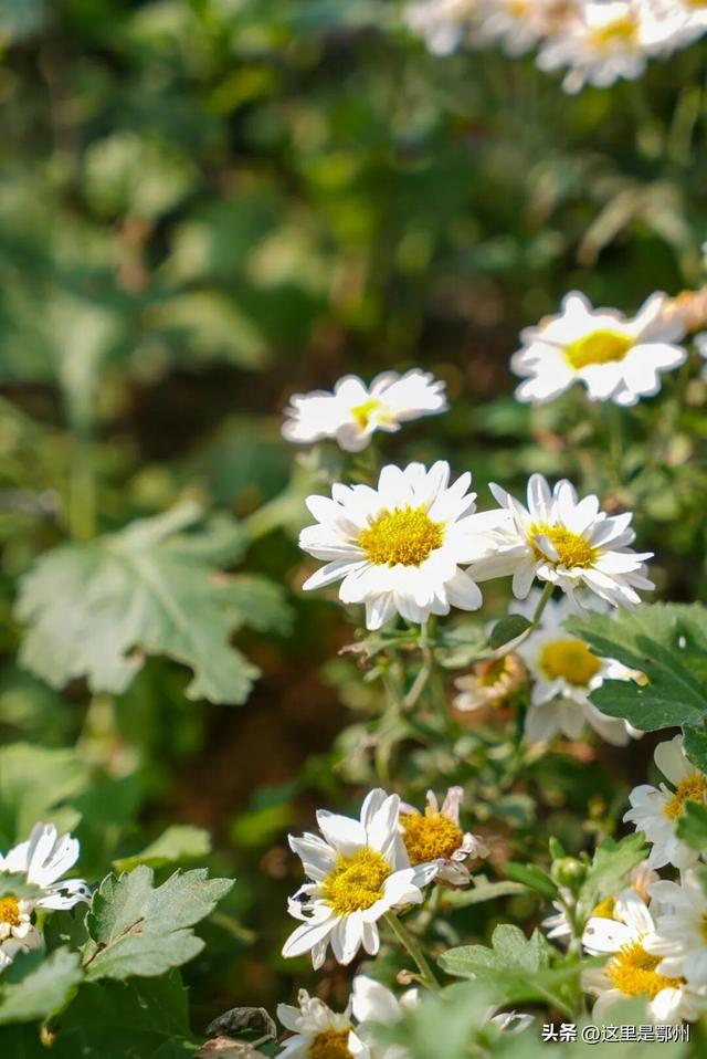 鄂州园博园，一封来自秋天的邀请函