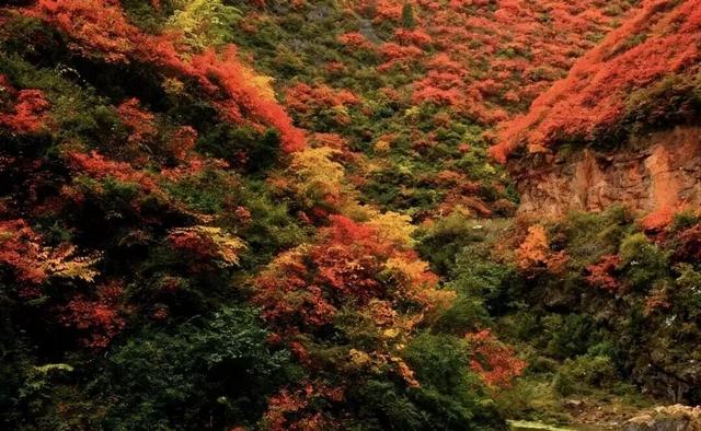 秋日限定丨云屏的秋 把浪漫染成了红色