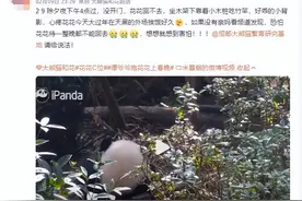 除夕夜，大熊猫“花花”被遗忘在外场！官方最新回应图片