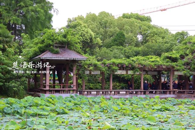 浙江宁波的老牌小众公园，被人忽略却是赏荷胜地，非常值得游玩