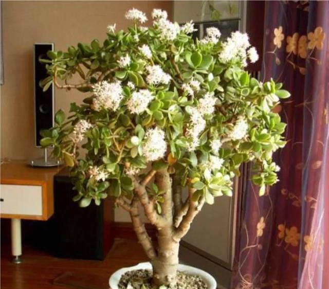 6种“镇宅花”，兔年养一盆，摆在客厅里，寓意着吉利，好运来