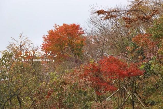 宁波四明山发现一个幽静山村，村口就是红枫银杏胜境，村内更好玩