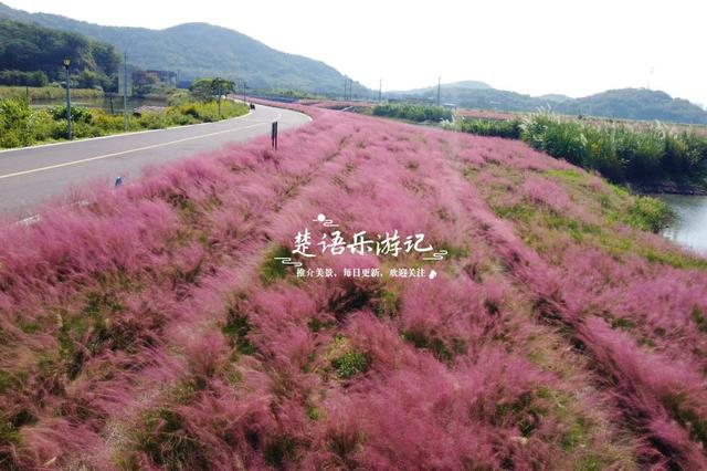 浙江宁波的港湾粉黛花海，山海风情很浓但游客不多，其实相当美丽