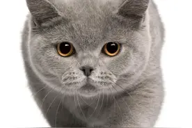 人猫共患的病，一定要预防。养猫人必看的文章。图片