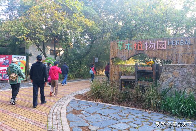 晨光与深呼吸：在同里湿地公园的万步悠然