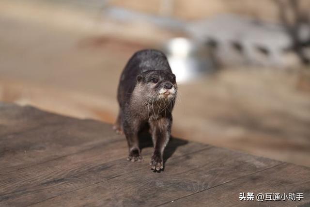 选索尼还是适马？E卡口大光圈长焦变焦镜头巅峰对决！