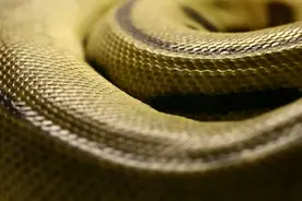 印度发现史上最大巨蛇！可能比霸王龙还长！图片