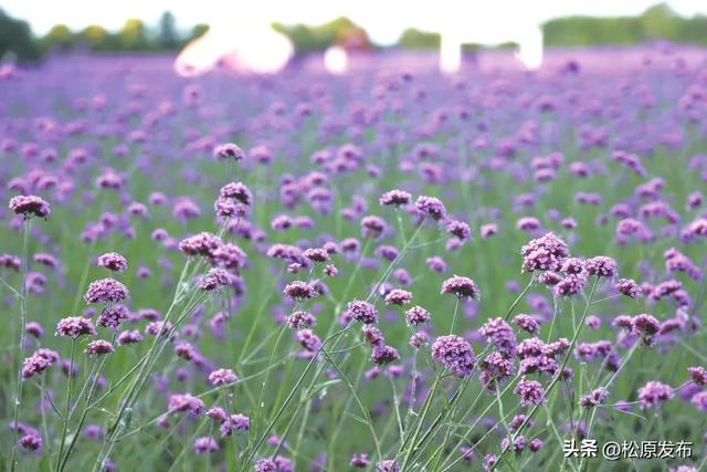 查干湖契丹岛百花园 马鞭草花海盛开