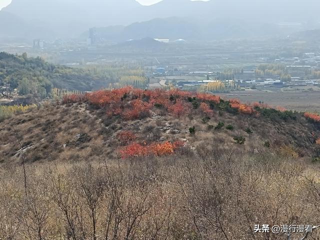 看红叶不怕晚，东焦村红叶正当时