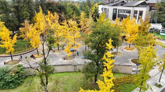 好看！好拍！郫都银杏打卡攻略→