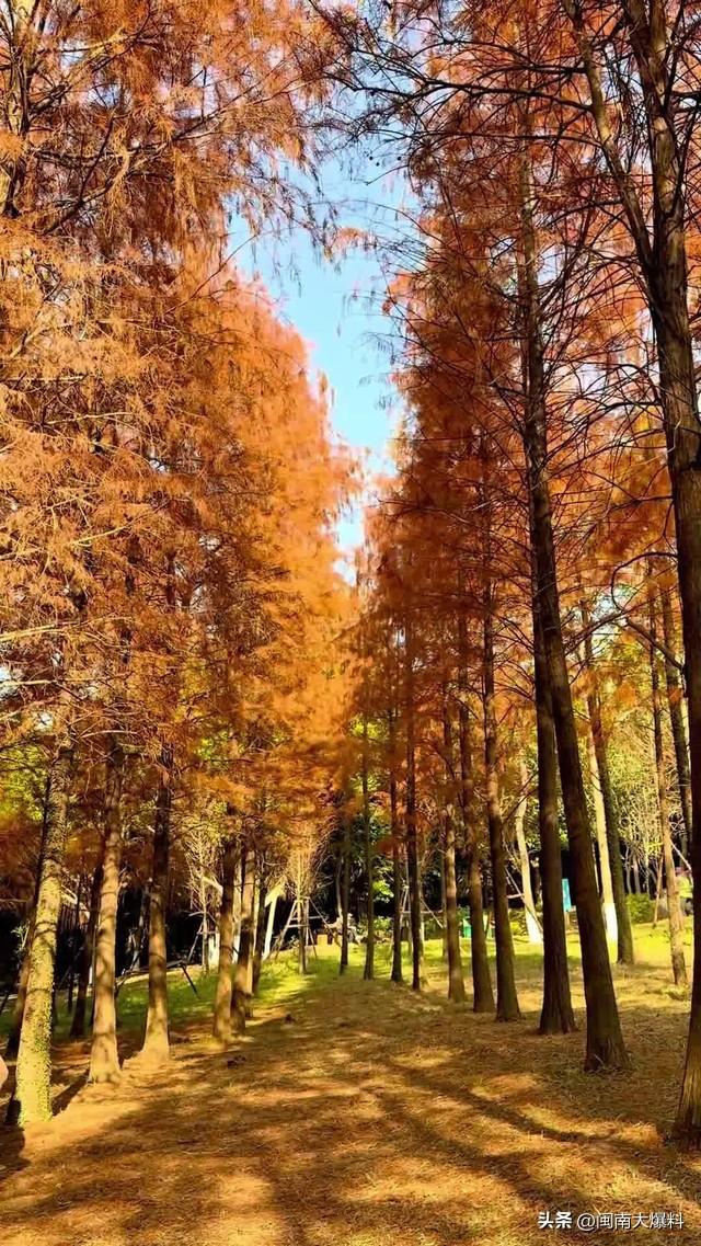 全部免费！泉州适合遛娃/放空/散步的10个小众公园！附游玩好去处