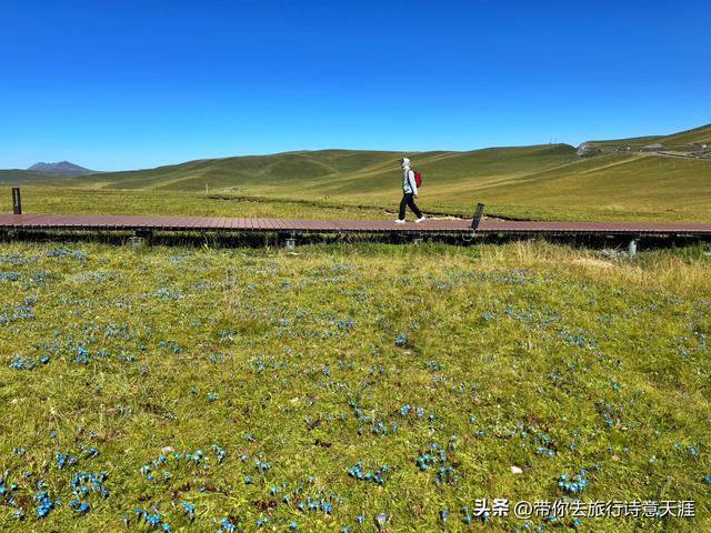 甘南郭莽湿地的野生自然风光