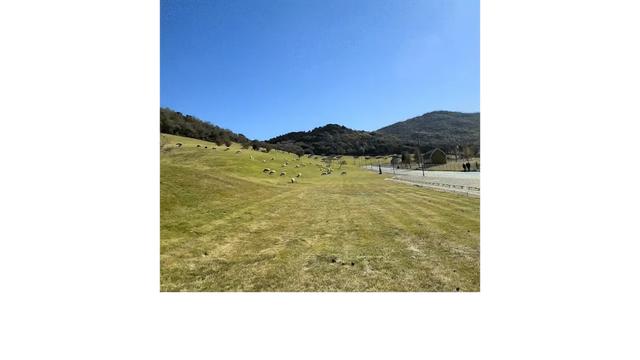 女子正欣赏风景,一回头儿子被羊顶了。孩子:妈,你要不要看看我