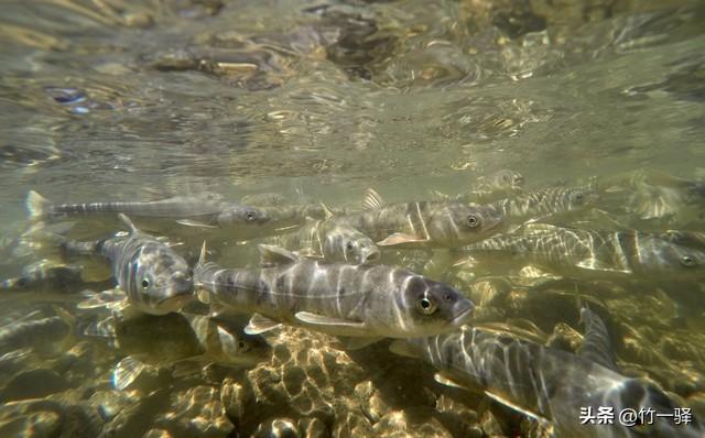 青海布哈河湿地：青海湖的母亲河