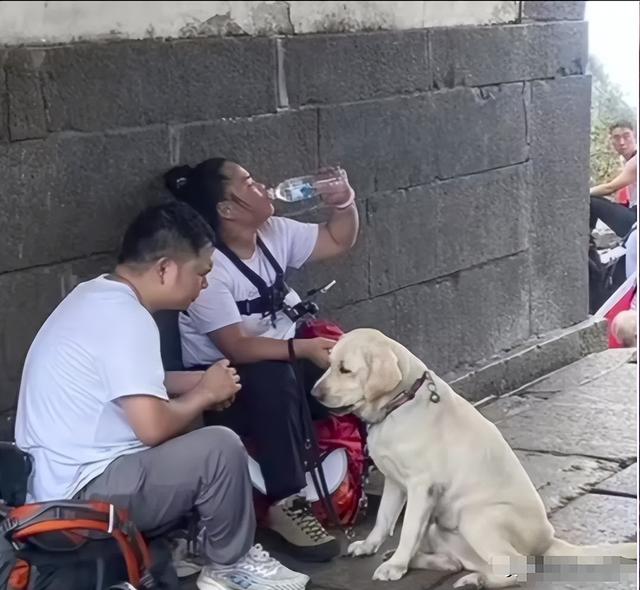 带导盲犬爬泰山的夫妻被网友批评，导盲犬芬迪看着非常累
