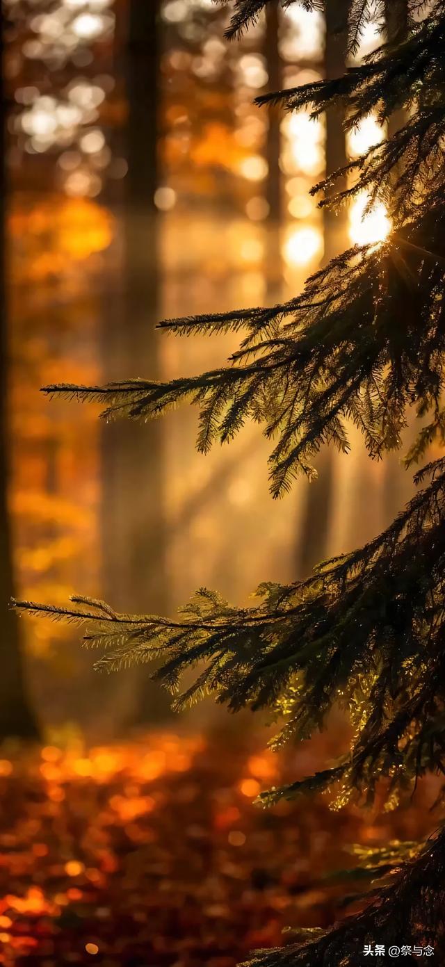 爱,是那碗深夜的醒酒汤