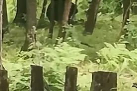 哈尔滨依兰县新胜村“大黑熊出没”图片