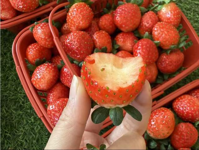 游在鹰潭 | 周末采摘指南！甘蔗清甜、草莓香甜，限定甜蜜等你来【全球学子嘉游赣 奇绝鹰潭逍遥游】