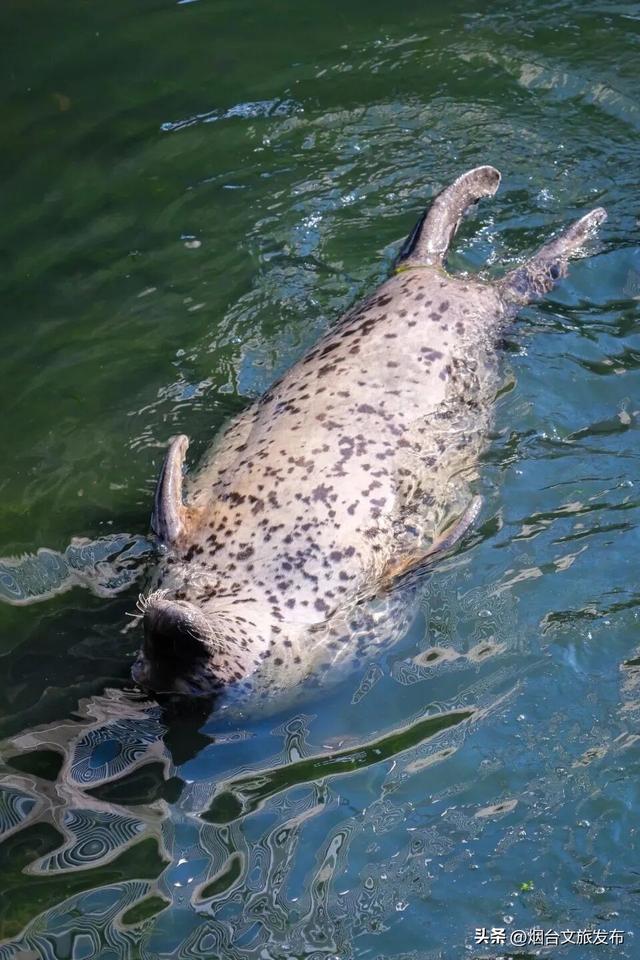 【乐游烟台】今天！可爱“豹”击来喽🦭