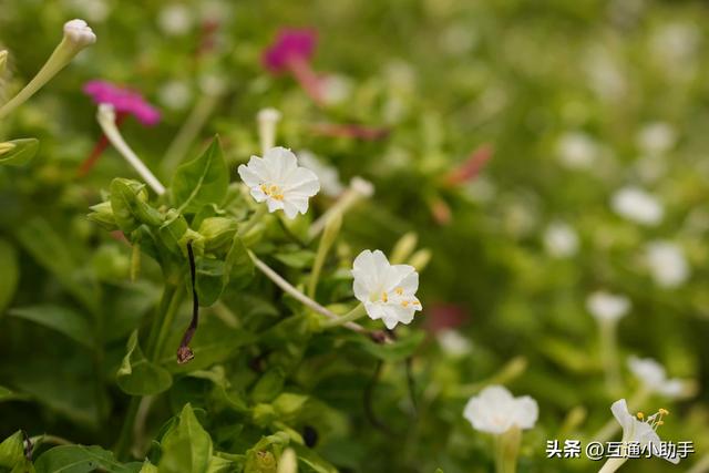 索尼Cyber-shot RX1R III 评测 | 发挥镜头一体化优势的高解析性能