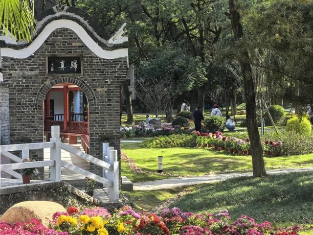 太美了！九江人私藏的赏菊地，错过等一年