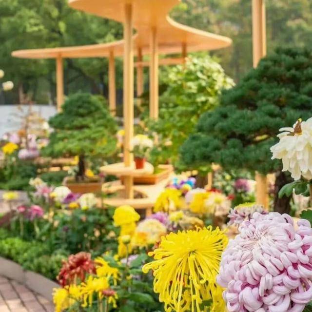 就在本周末！“安养链”社区达人团集结中山公园，70支队伍将争夺菊海C位