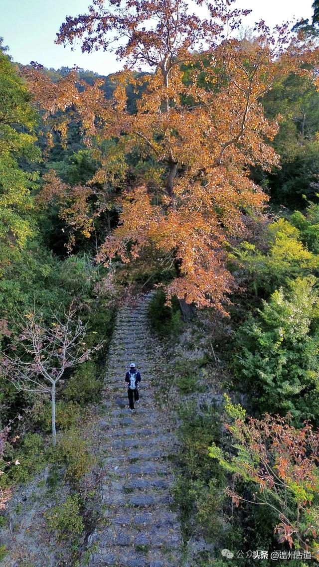 现场报道:温州这条醉美红枫古道已经美艳了!