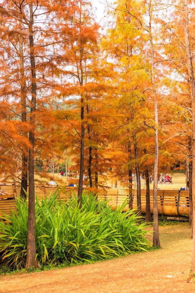 莲花山落羽杉，红了！