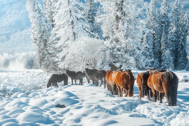 全国能撑起来冰雪旅游的只有下面3座城，有你家乡吗？