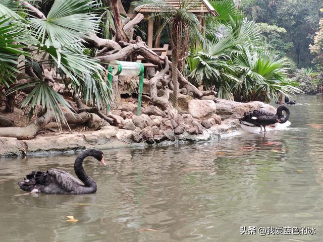 参观广州长隆野生动物园，全程感觉眼累手累腿不累
