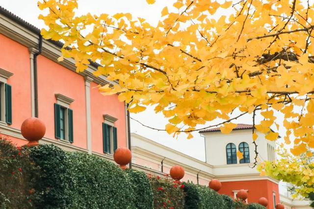 好看！好拍！郫都银杏打卡攻略→